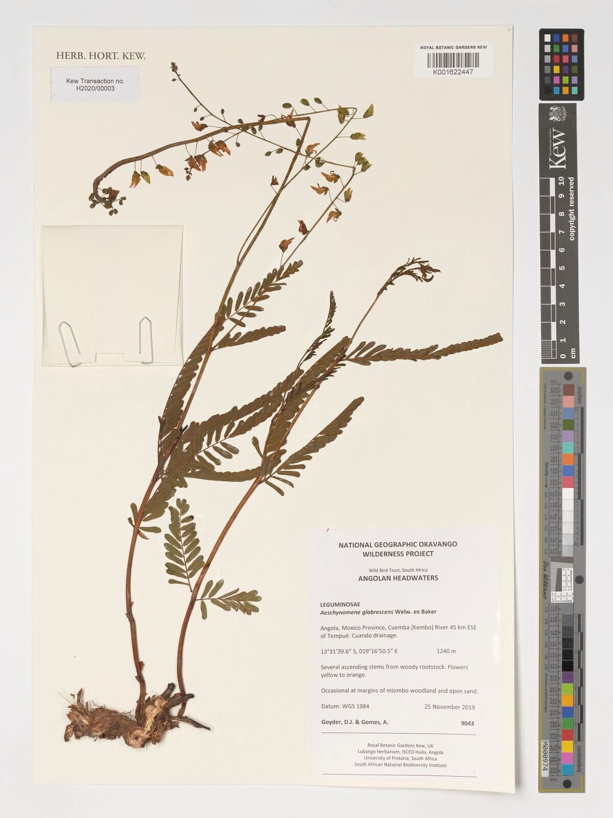 Aeschynomene glabrescens — houseplant care guide