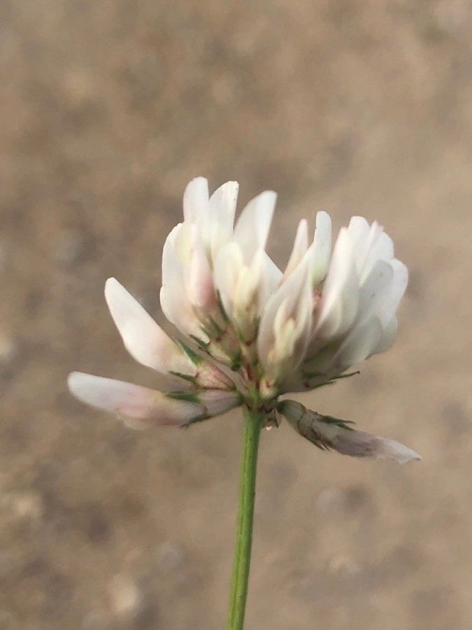 Trifolium nigrescens flower