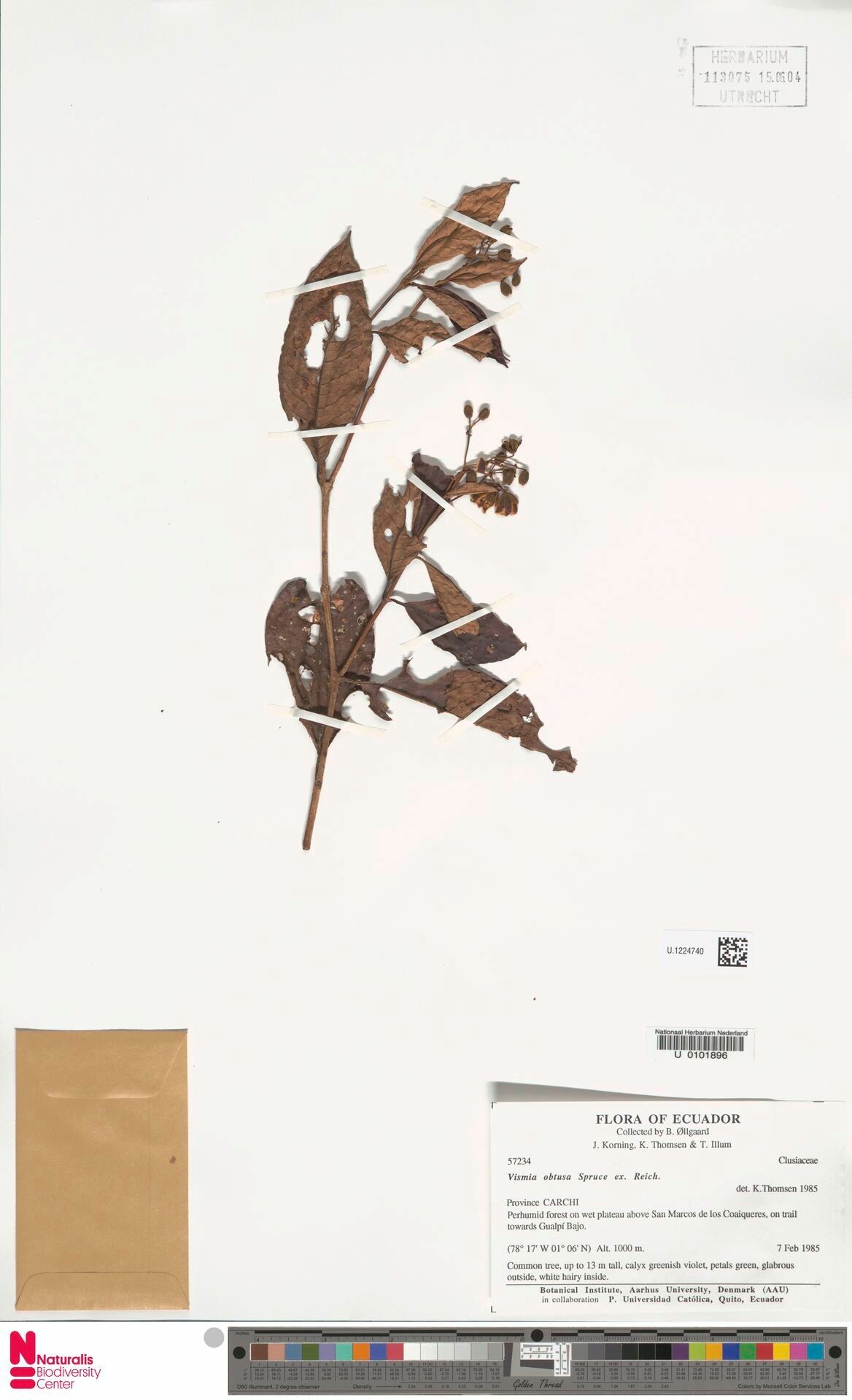 Vismia obtusa — houseplant care guide