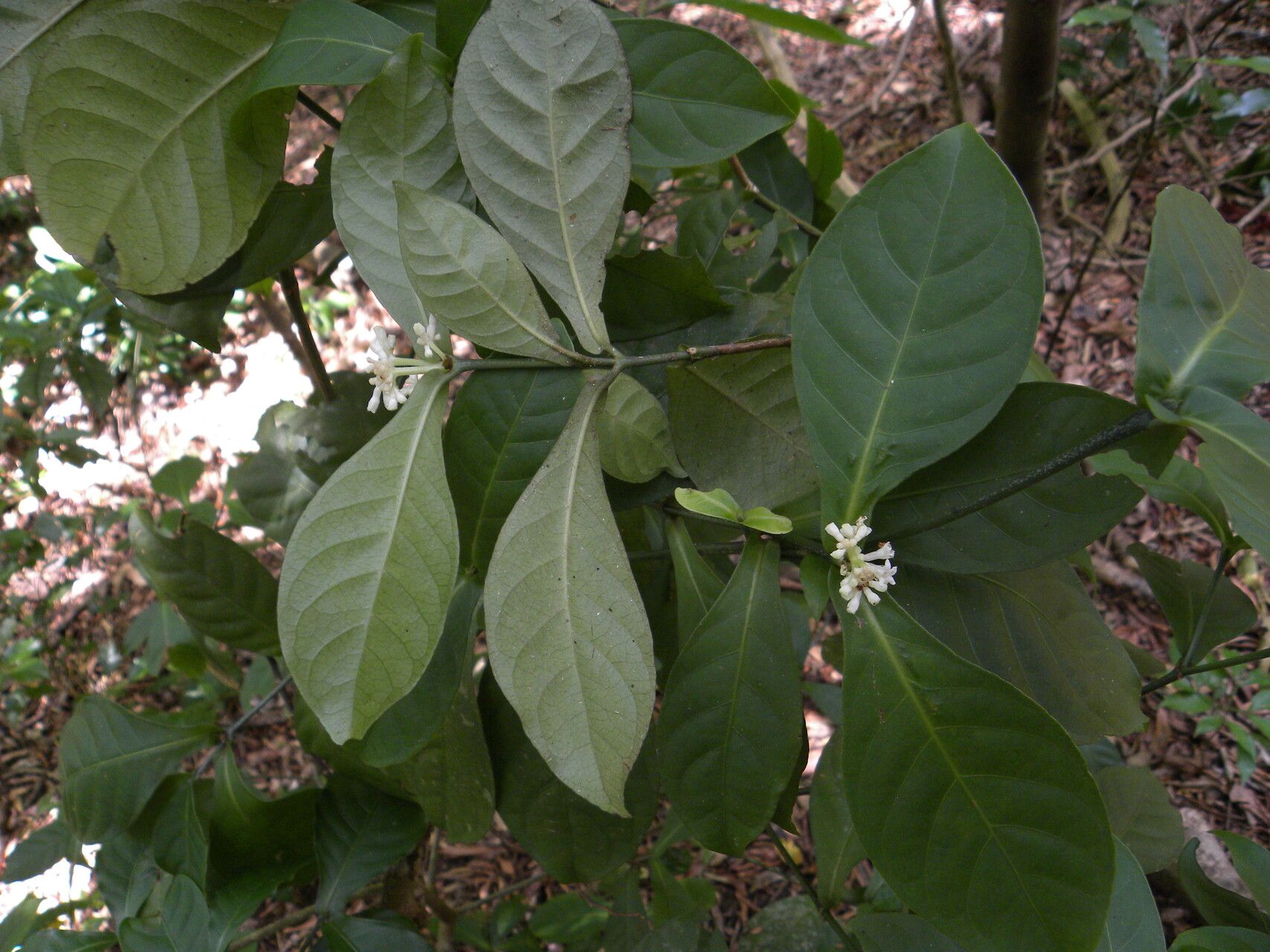 Psychotria orosiana flower