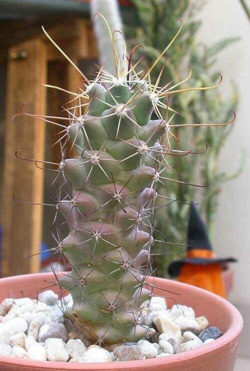 Cochemiea poselgeri habit