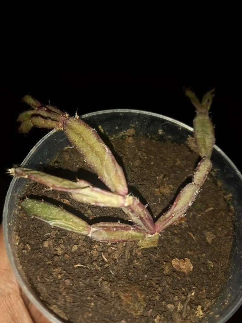 Rhipsalidopsis rosea bark