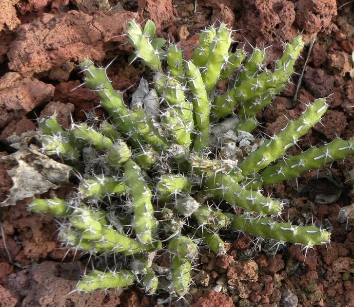 Euphorbia petricola — houseplant care guide