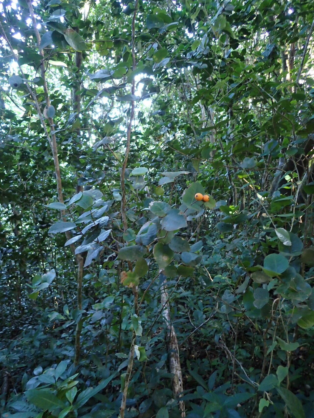 Eugenia gryposperma habit