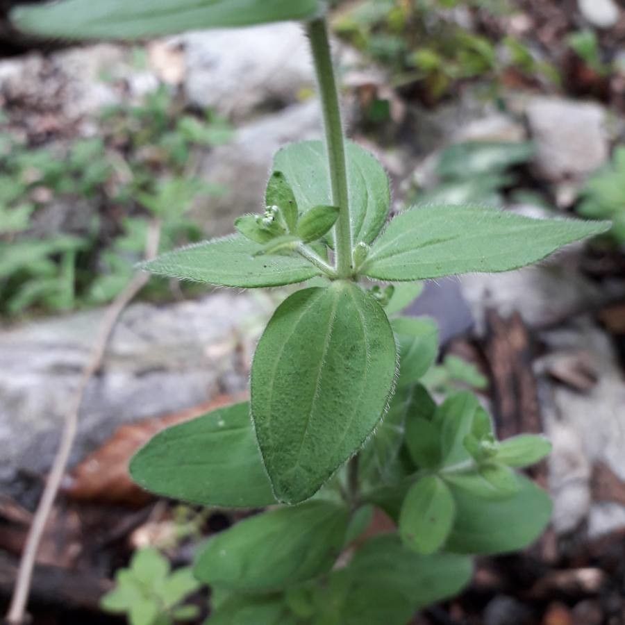 Galium scabrum leaf