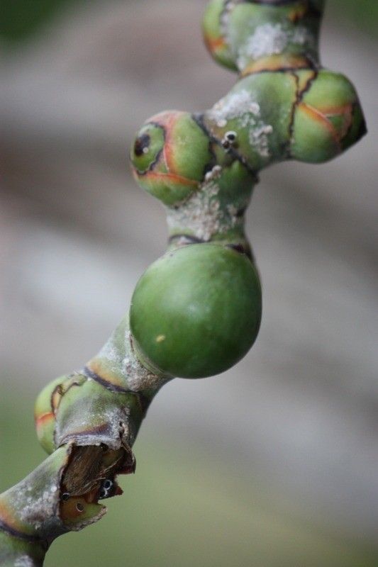 Latania lontaroides fruit