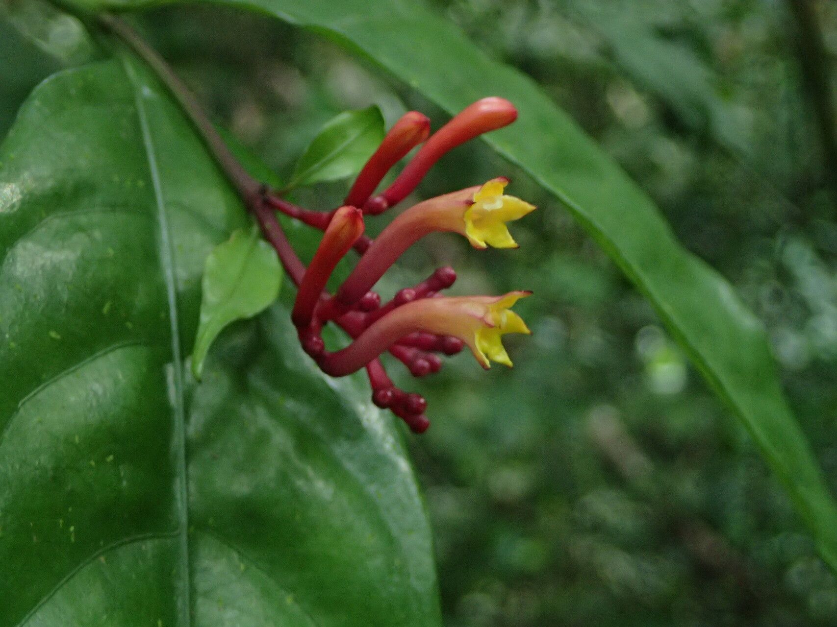 Chassalia subnuda flower