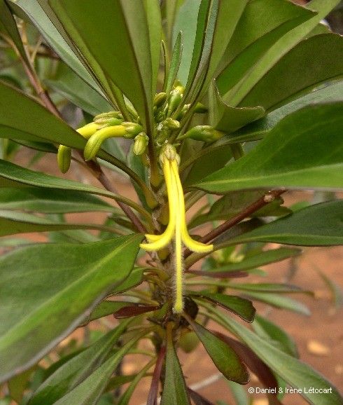 Scaevola coccinea fruit