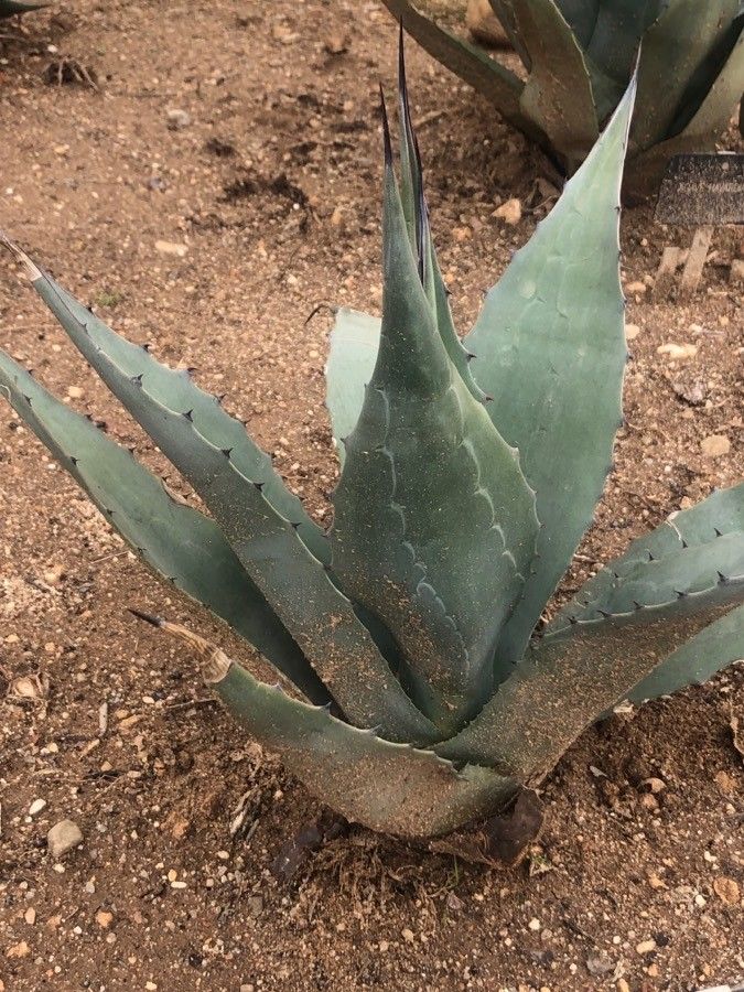 Agave deserti leaf