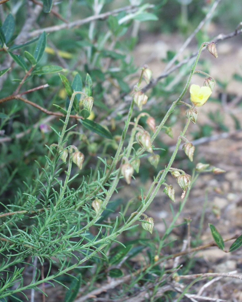 Fumana scoparia habit