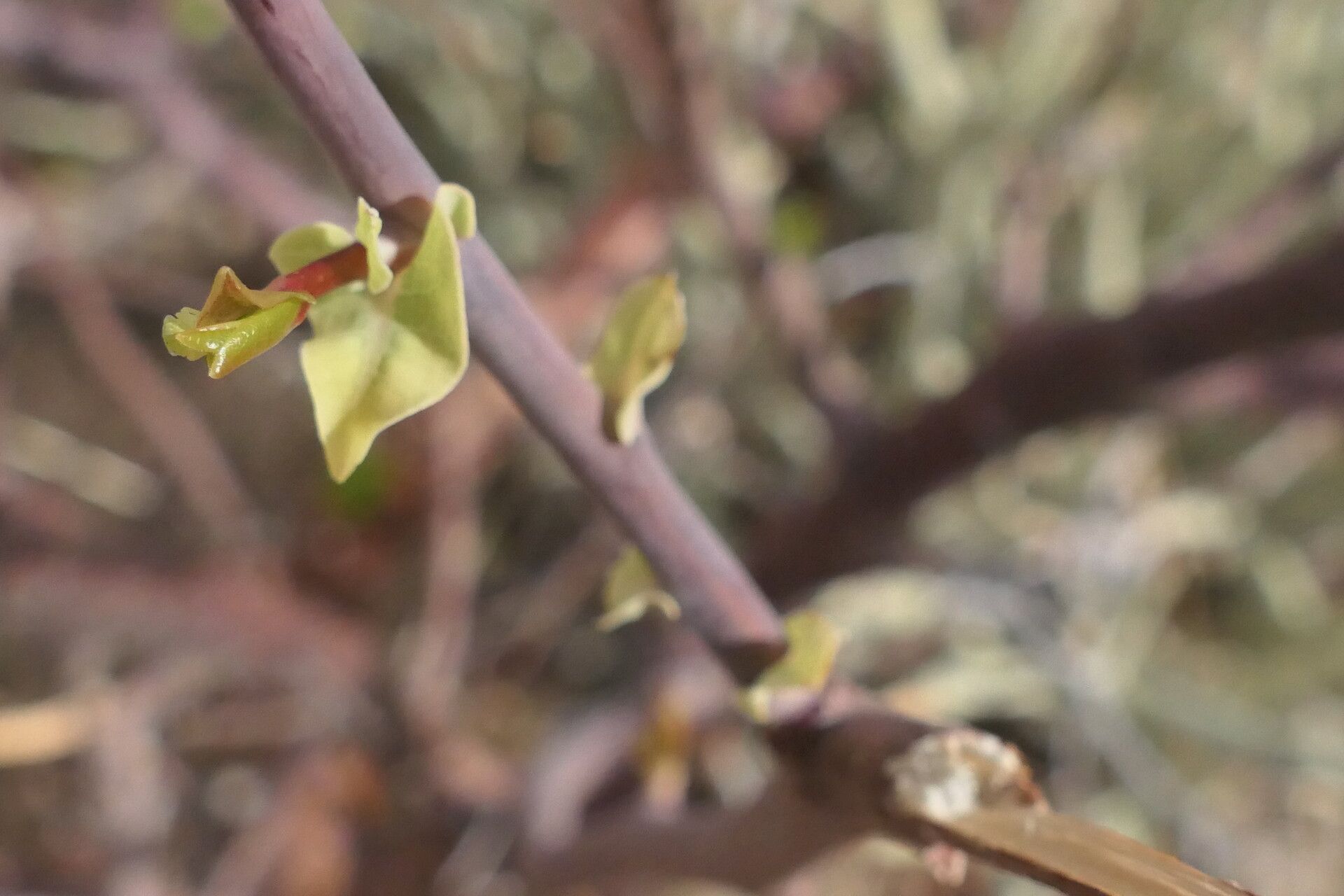 Commiphora glaucescens leaf