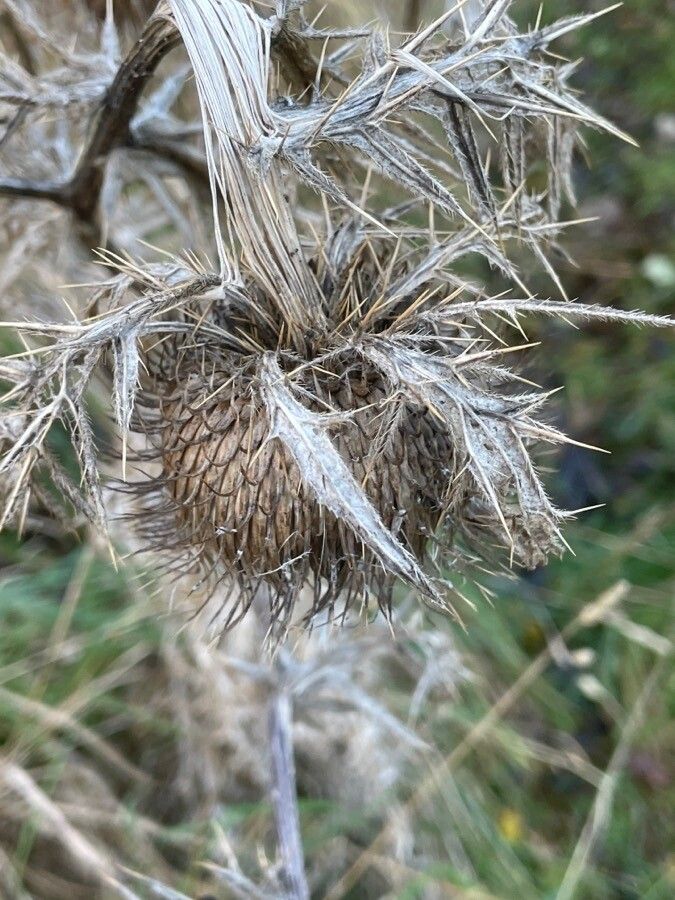 Cirsium eriophorum fruit