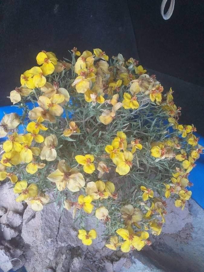 Zinnia grandiflora flower