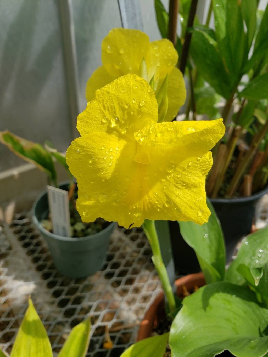 Siphonochilus kirkii flower
