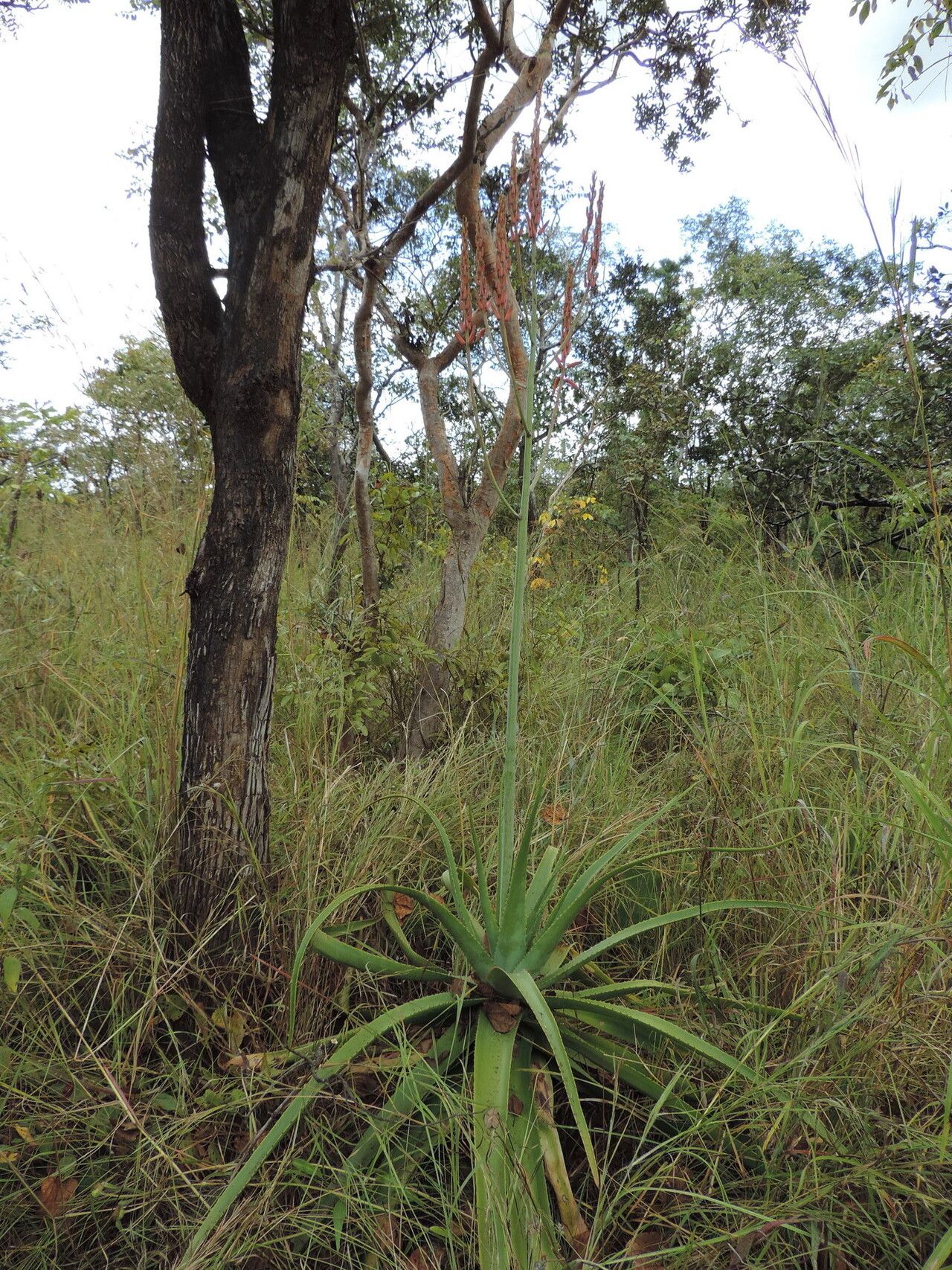 Aloe christianii habit