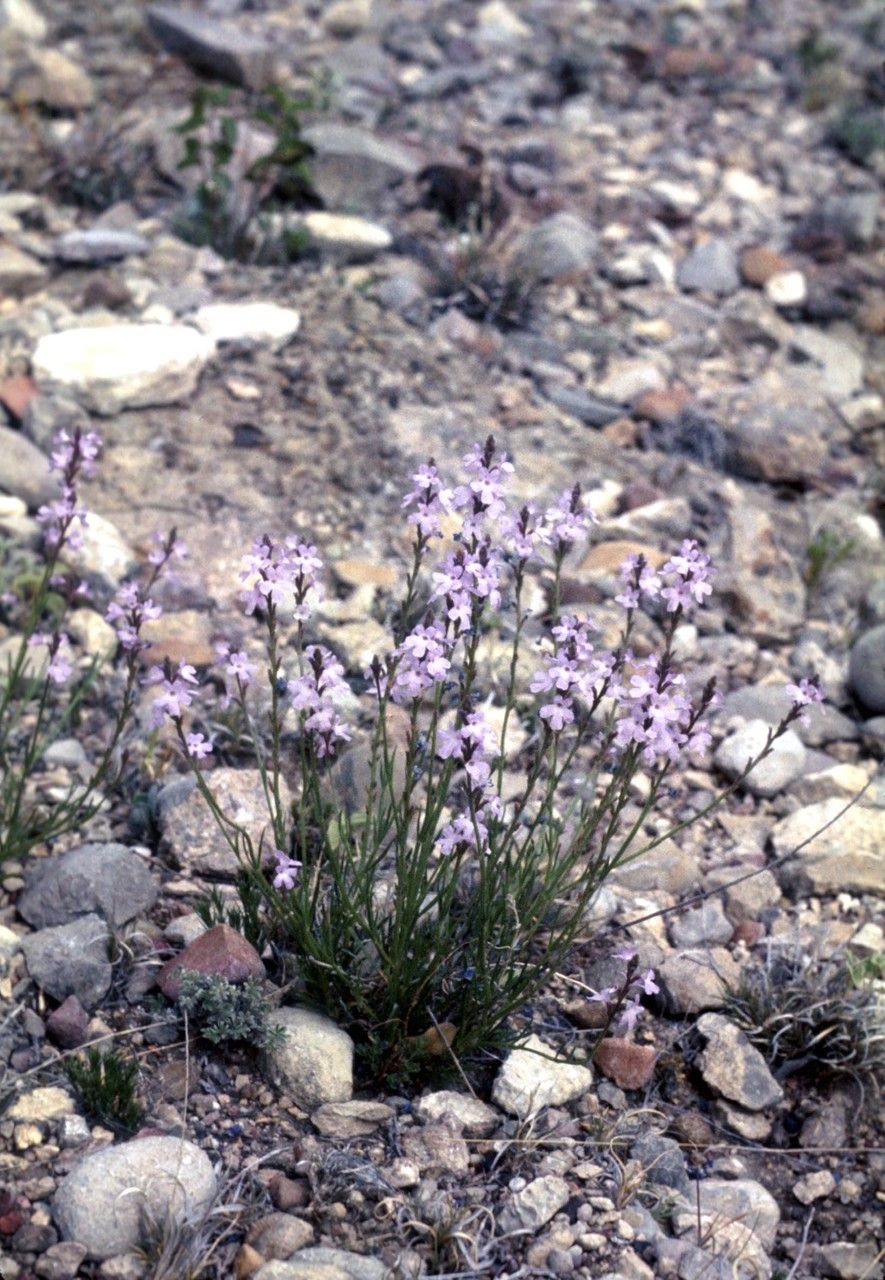 Verbena perennis habit