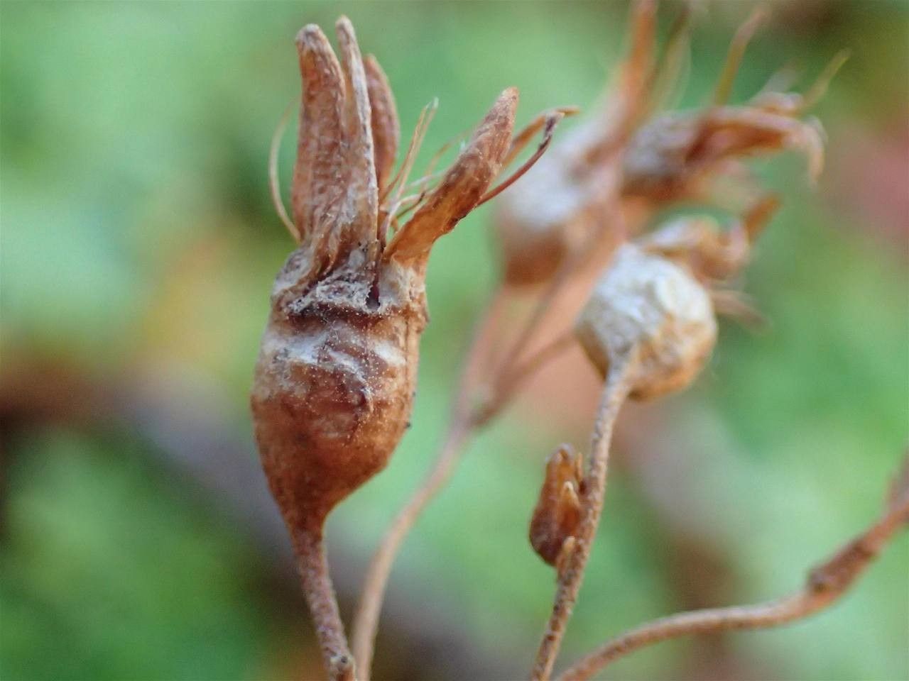 Saxifraga geranioides fruit
