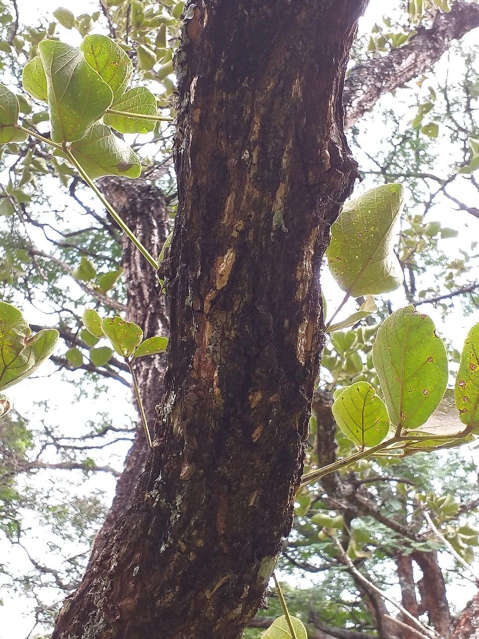 Erythrina abyssinica bark