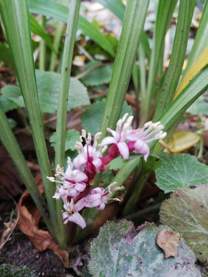 Reineckea carnea flower
