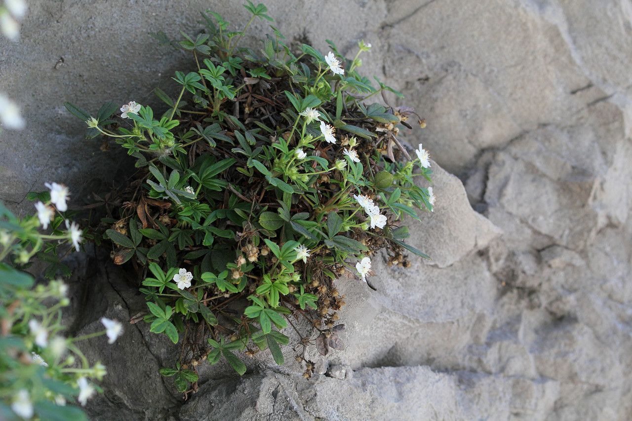 Potentilla saxifraga other
