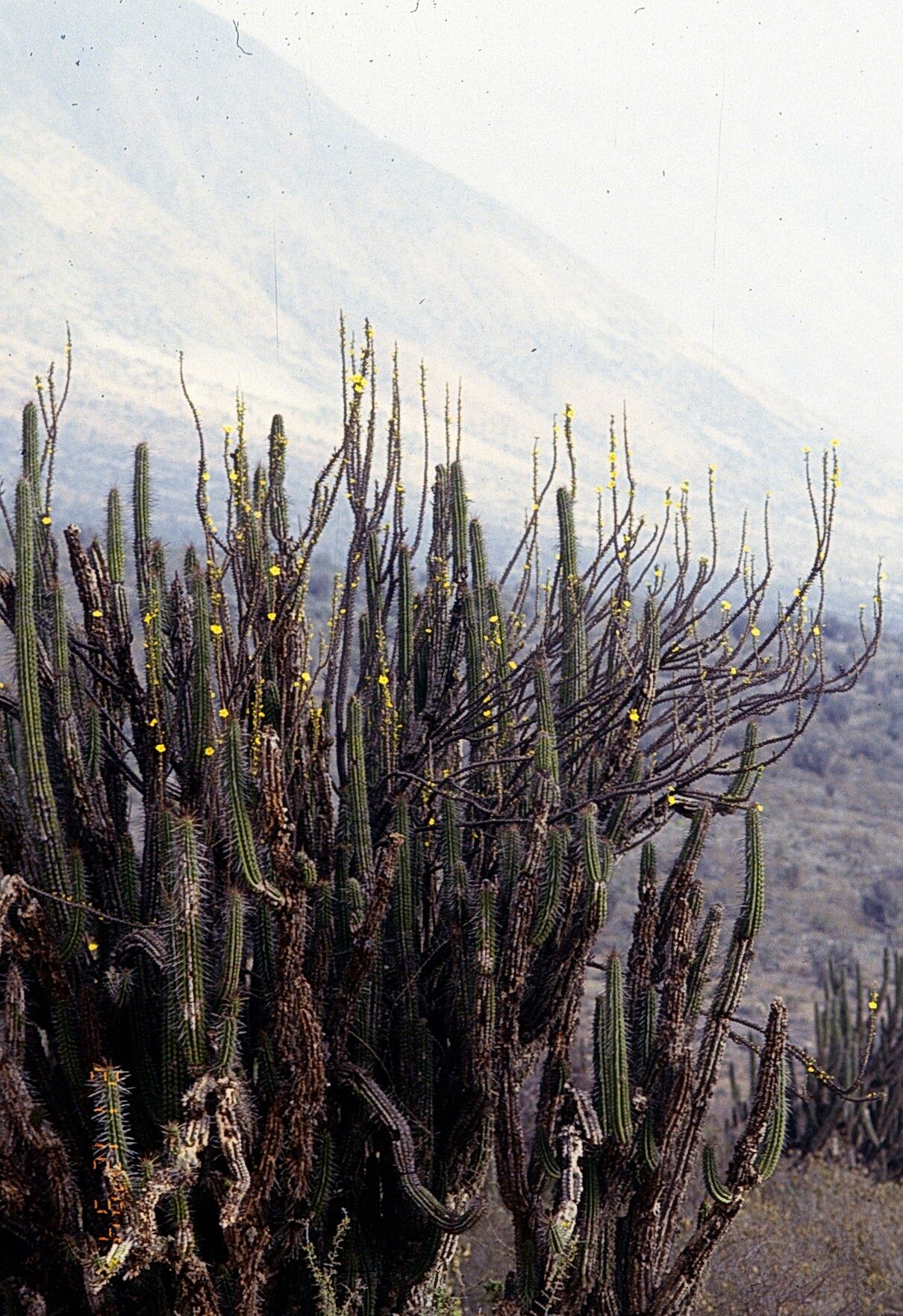 Oxalis gigantea habit