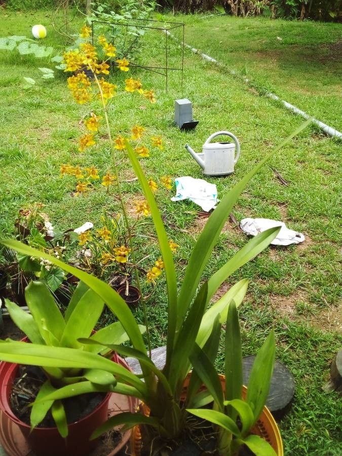 Oncidium baueri habit