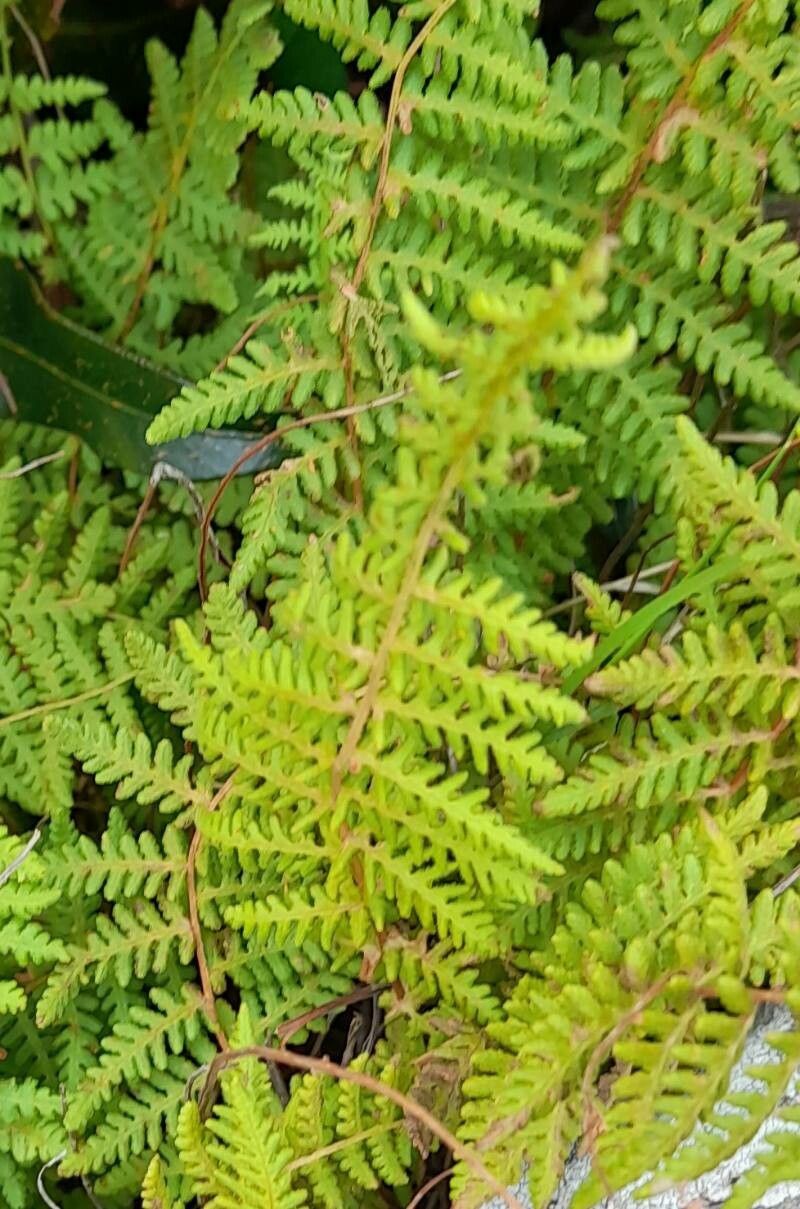 Woodsia montevidensis — houseplant care guide