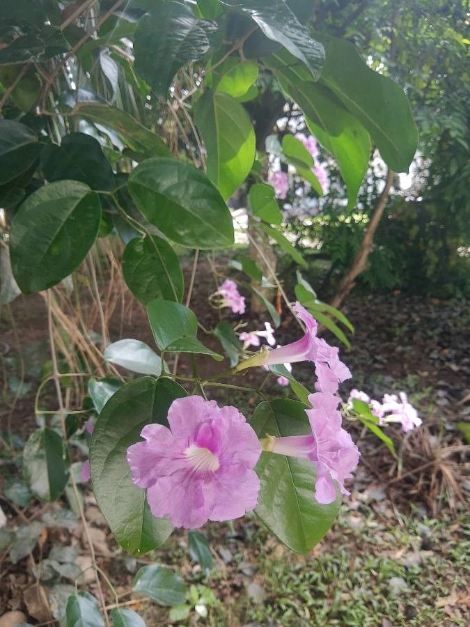 Bignonia magnifica flower
