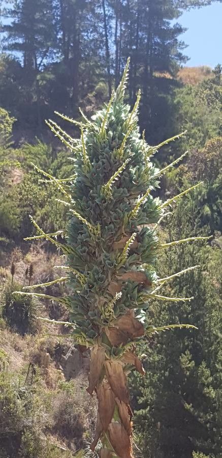 Puya alpestris habit
