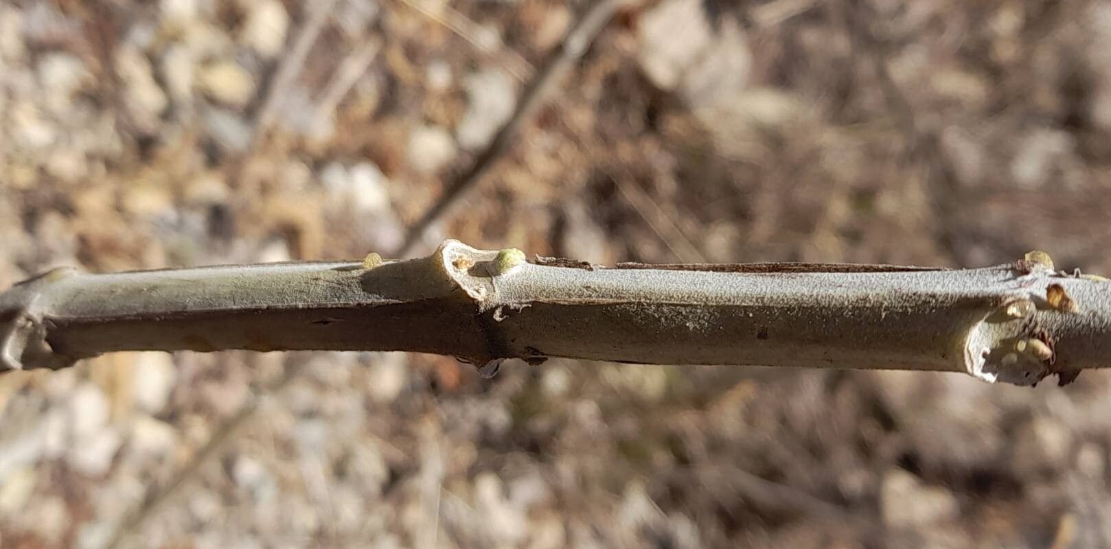 Verbesina lilloi bark