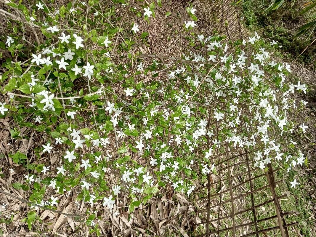 Coffea wightiana habit
