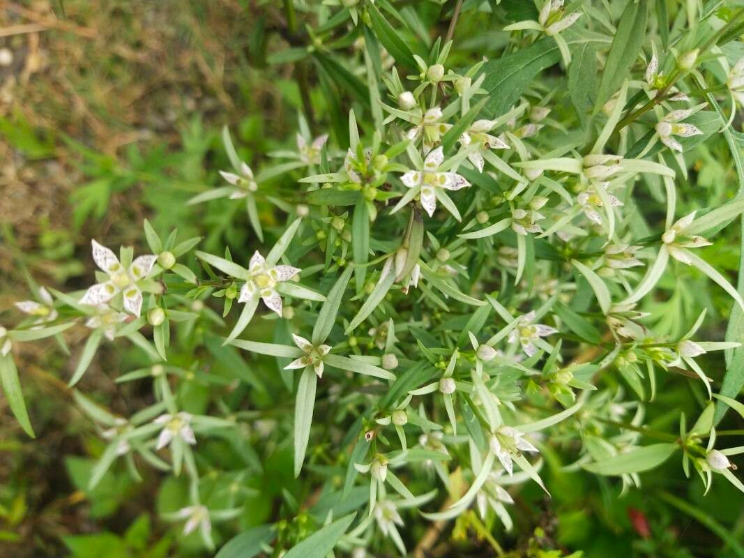 Swertia angustifolia — related species from the same genus
