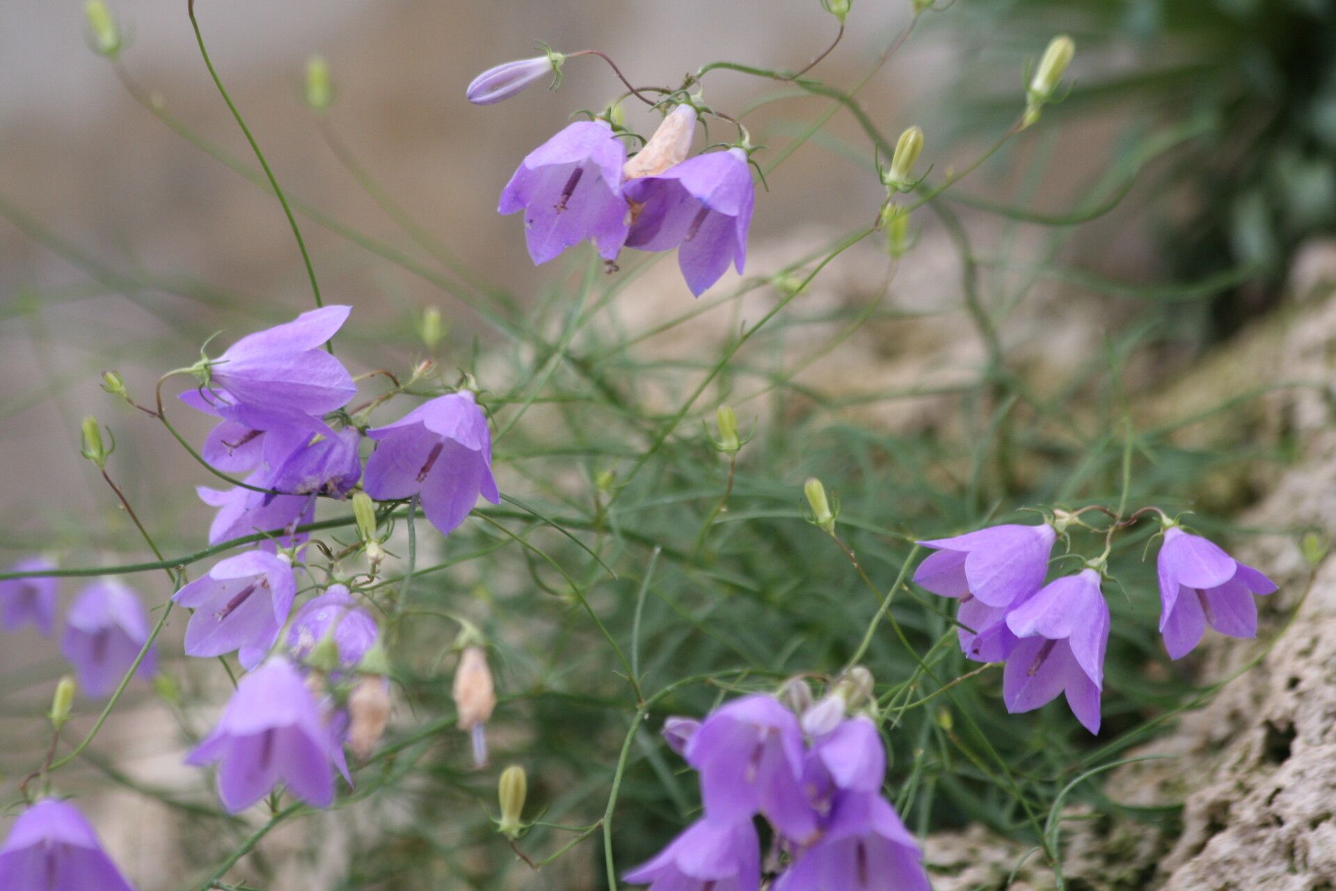 Campanula sabatia flower