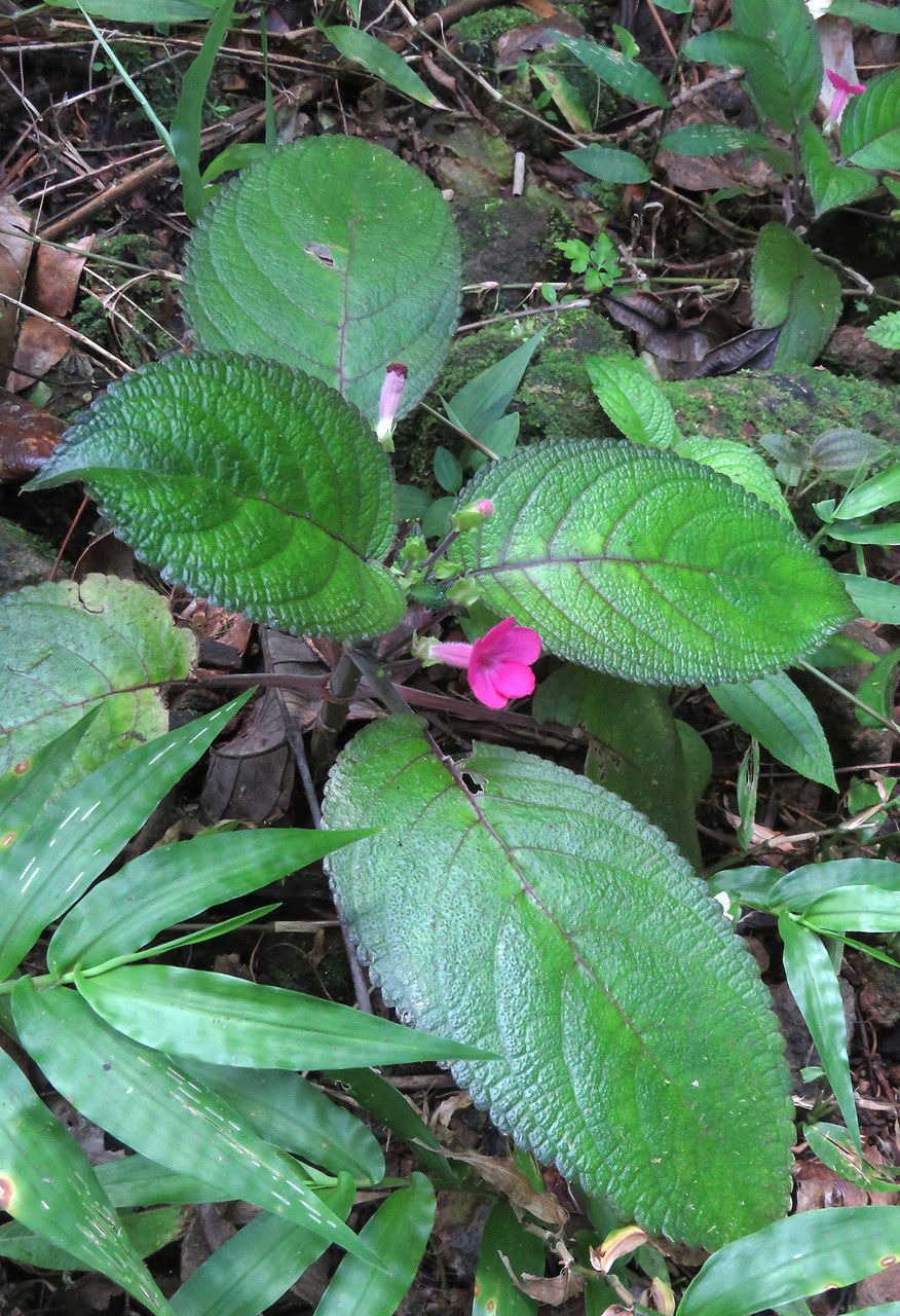Chrysothemis melittifolia habit