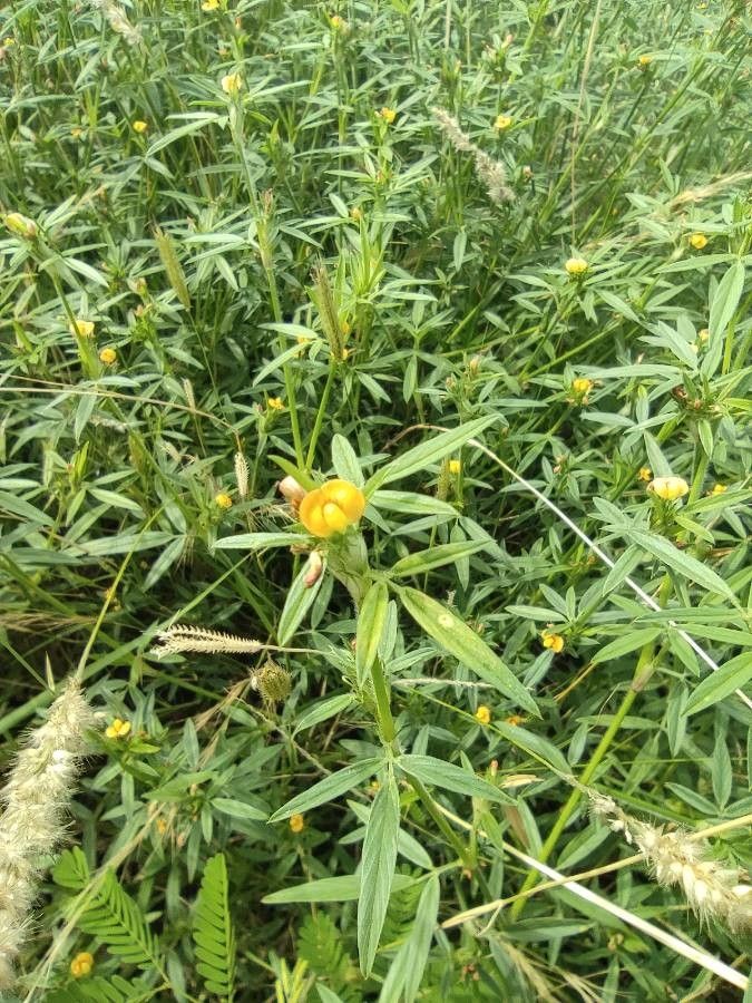 Stylosanthes guianensis flower