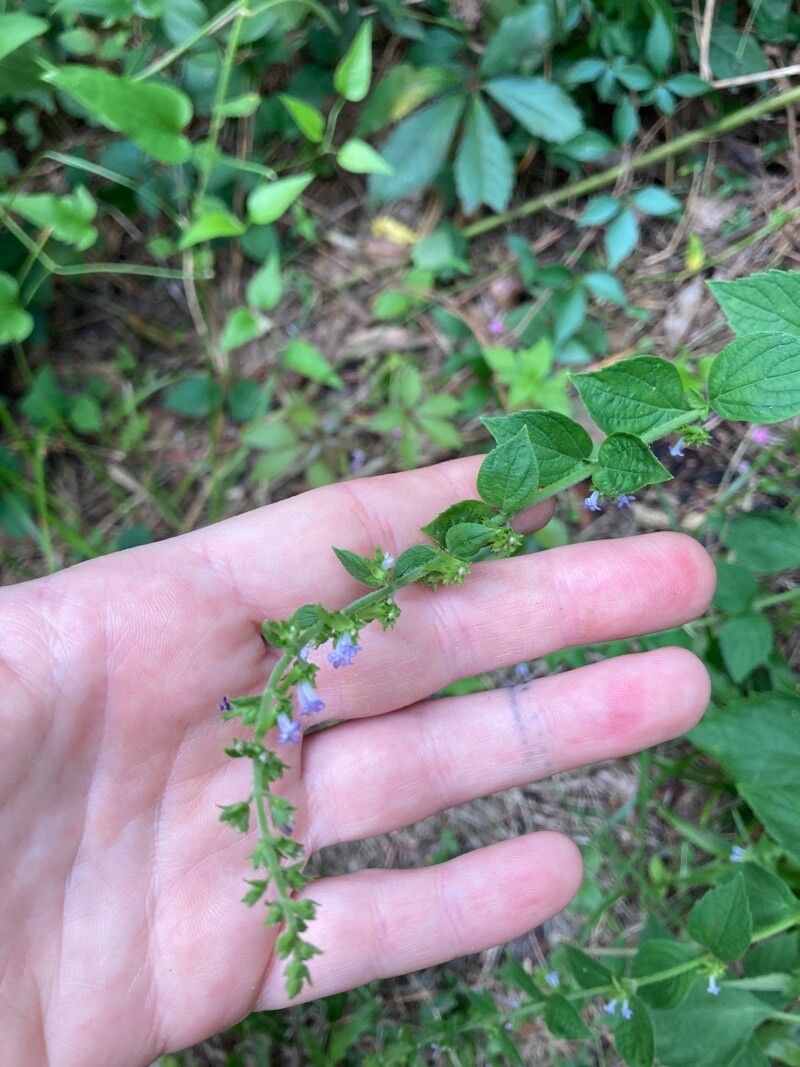 Salvia occidentalis — search result for 'Salvia'
