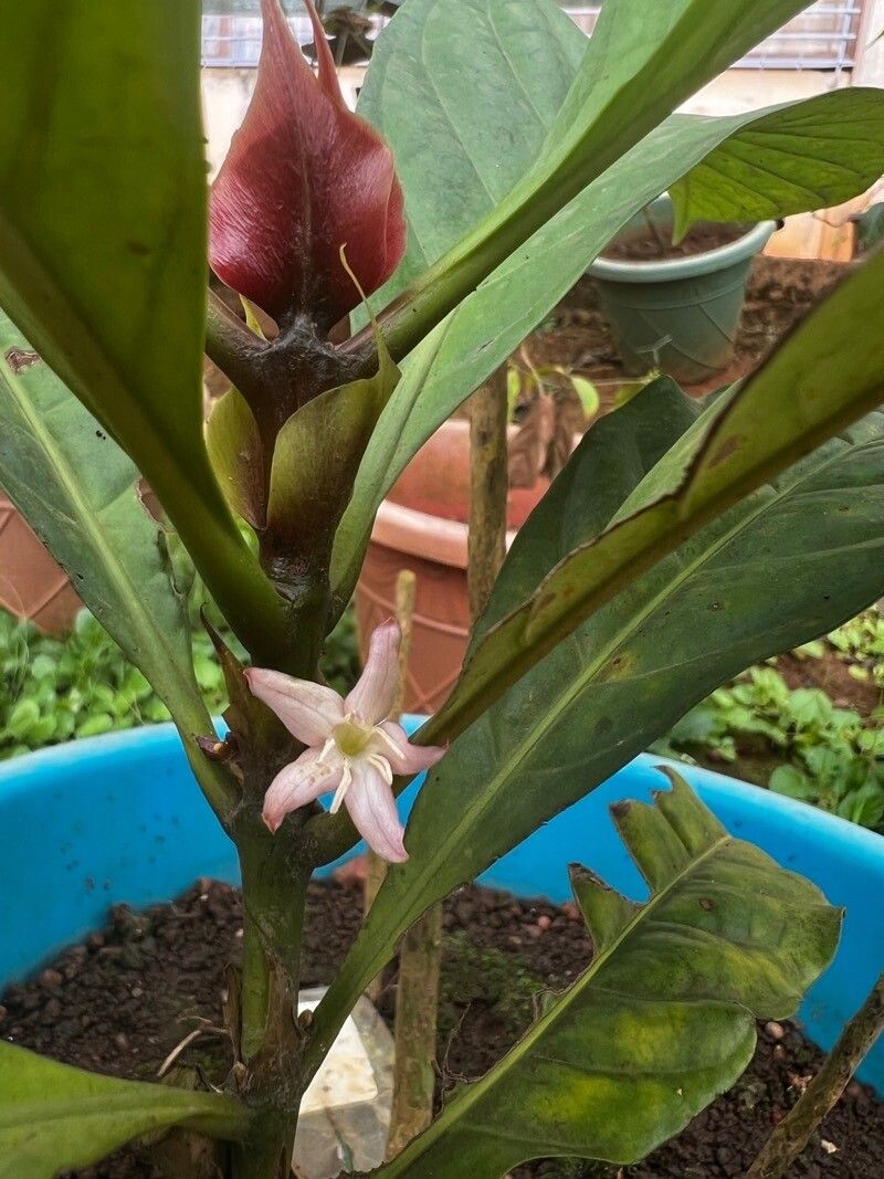 Coffea mapiana flower