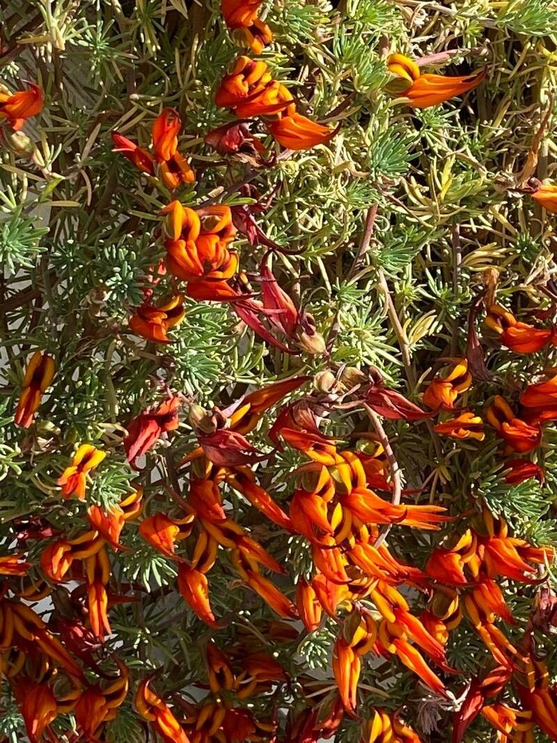 Lotus maculatus habit