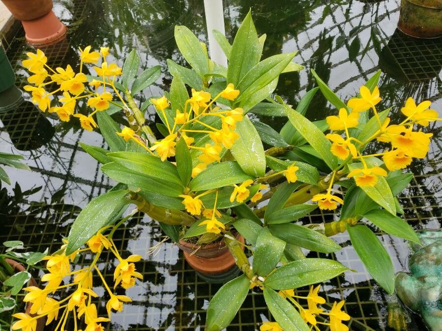 Dendrobium bracteosum habit