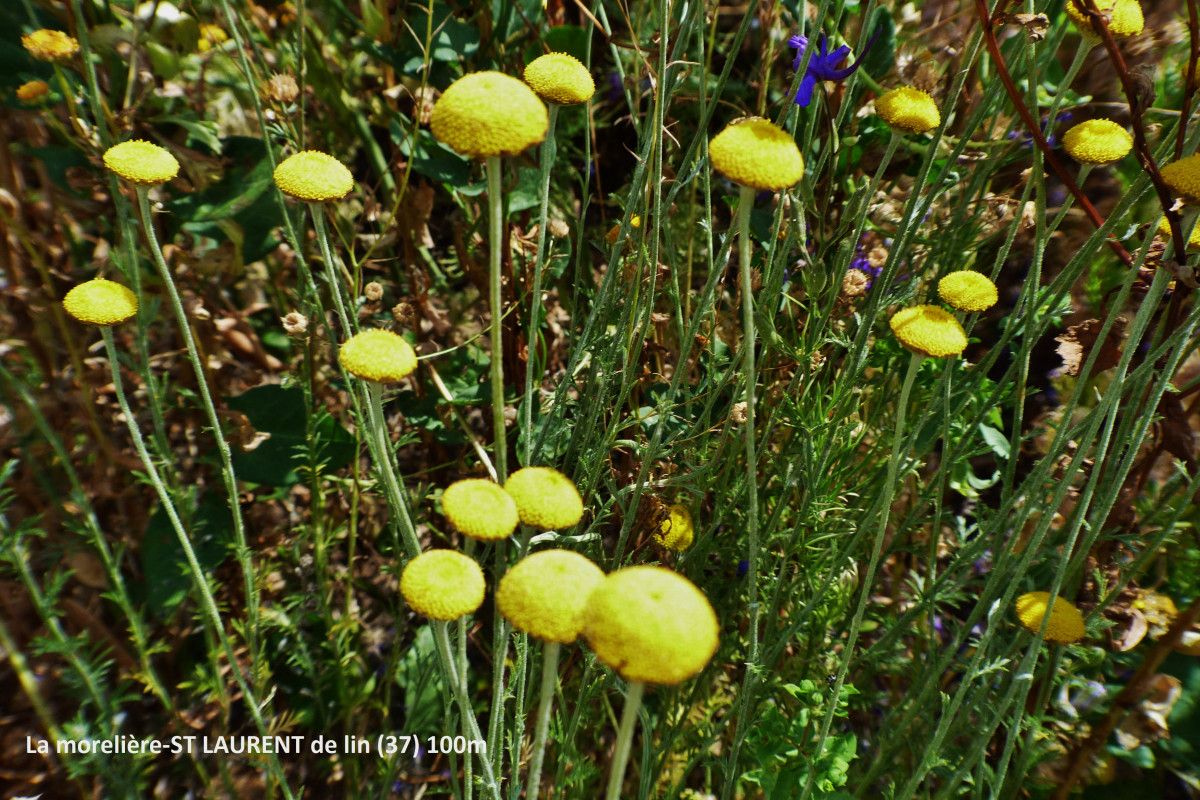 Cotula anthemoides fruit