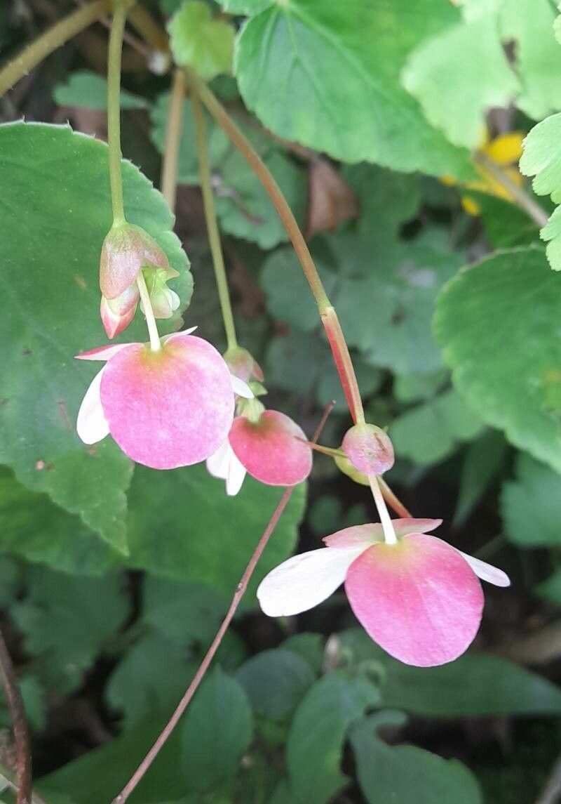 Begonia micranthera flower