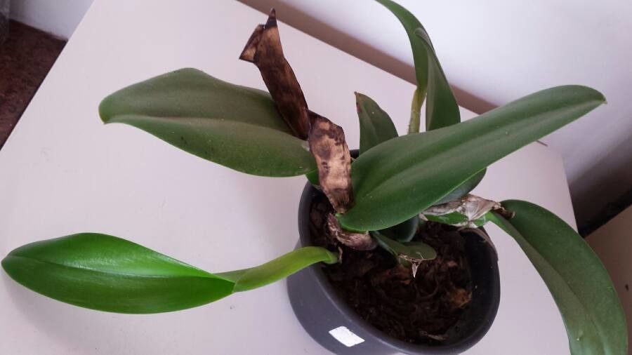 Bulbophyllum longiflorum leaf