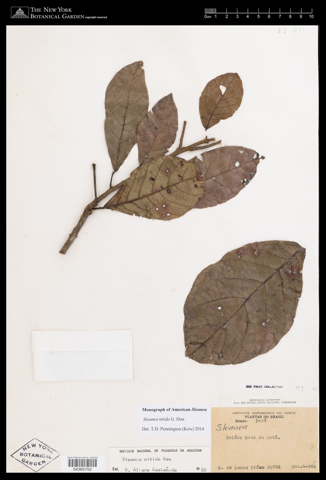 Sloanea nitida — houseplant care guide