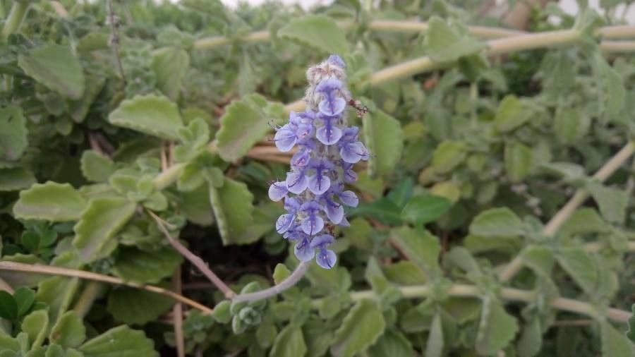 Coleus hadiensis flower