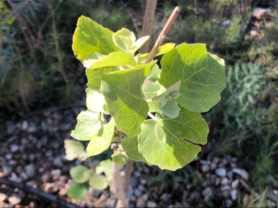 Populus × canescens — search result for 'Salicaceae'