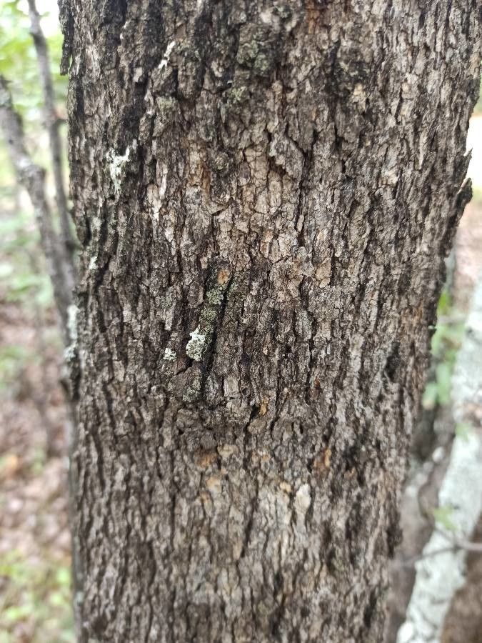 Combretum apiculatum bark