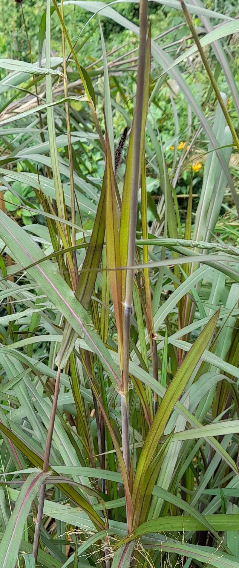 Pennisetum purpureum — search result for 'Poaceae'