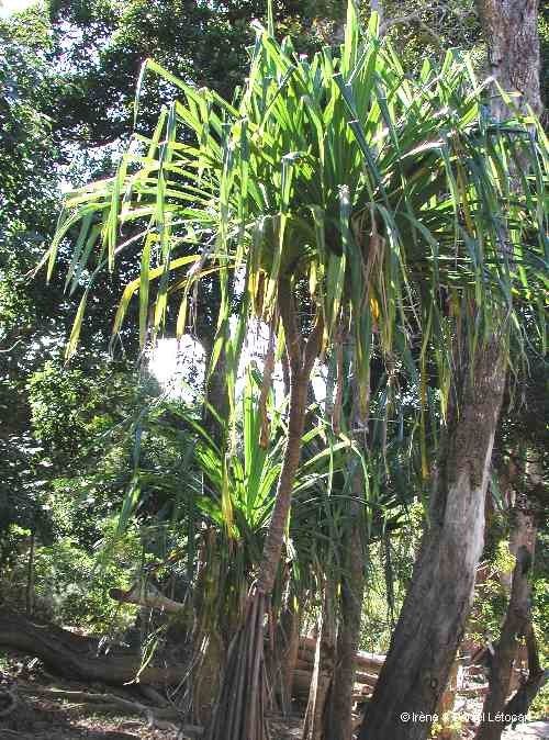 Pandanus viscidus habit