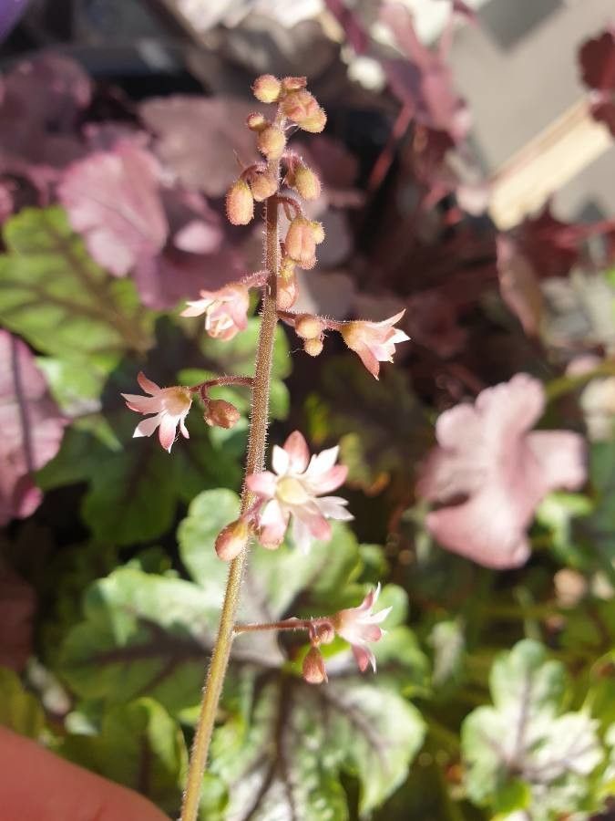 Heuchera elegans — search result for 'Heuchera'