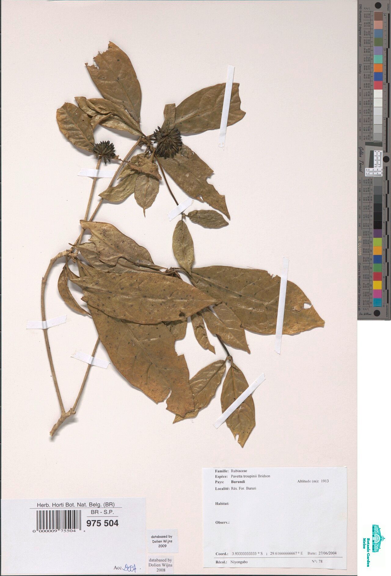 Pavetta troupinii — houseplant care guide